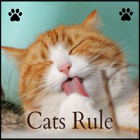 Preview for Cats-rule-feline-fun-pets-template-d6173