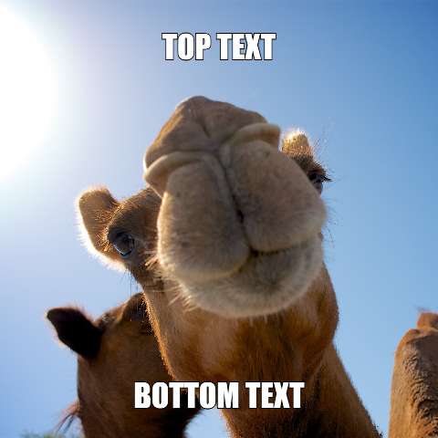 Preview for Camel-meme-template-meme-animal-9397d