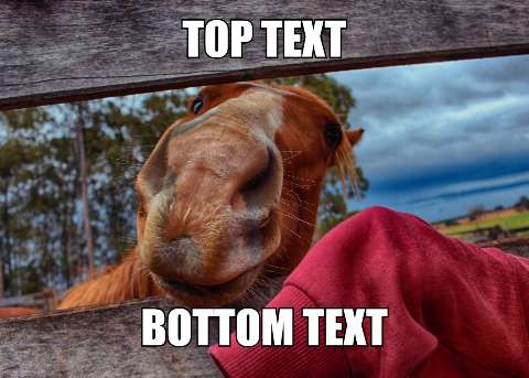 Preview for Funny-horse-meme-template-meme-animal-dfe9c