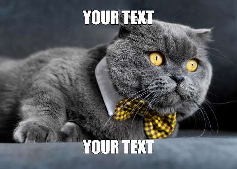 Preview for Dapper-cat-meme-template-meme-cat-40dee