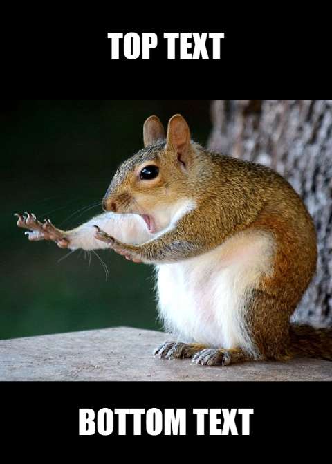 Preview for Squirrel-meme-template-meme-animal-ac2f3