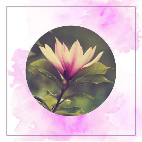 Preview for Magnolia-flower-image-3-x-template-ff199