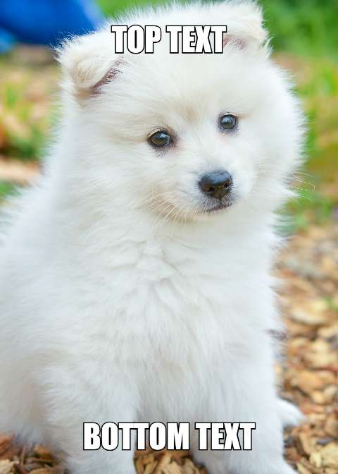 Preview for White-puppy-meme-template-meme-dog-f2918