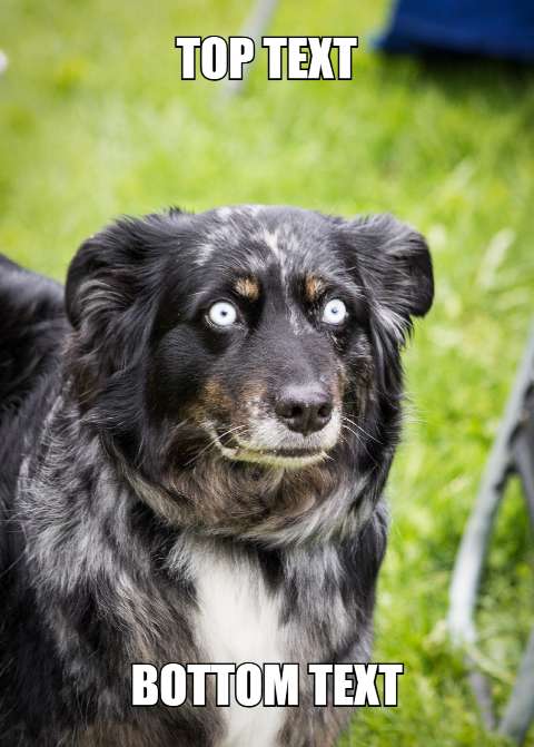 Preview for Meme-dog-template-1c4ae