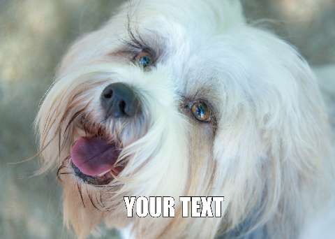 Preview for Happy-white-dog-closeup-meme-dog-template-ef621