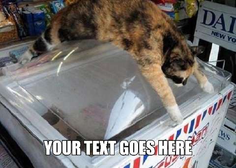 Preview for Funny-cat-newspaper-box-meme-summermeme-template-0394c