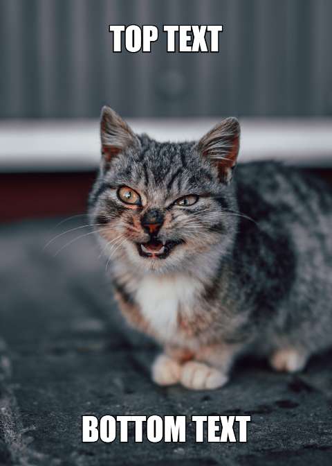 Preview for Angry-cat-meme-template-meme-cat-ffe84