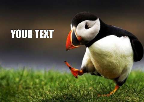 Preview for Puffin-on-grass-meme-animal-template-2cd22