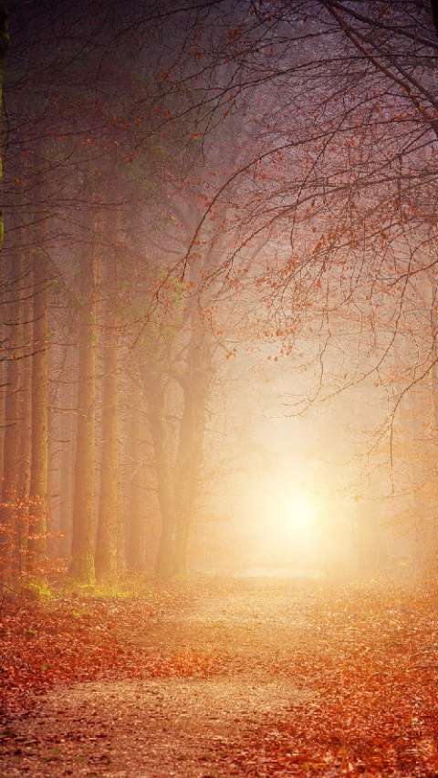 Preview for Serene-autumn-forest-landscape-story-background-template-eeaf0