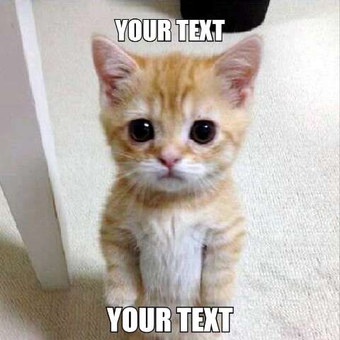 Preview for Funny-kitten-meme-template-meme-cat-cd9ed