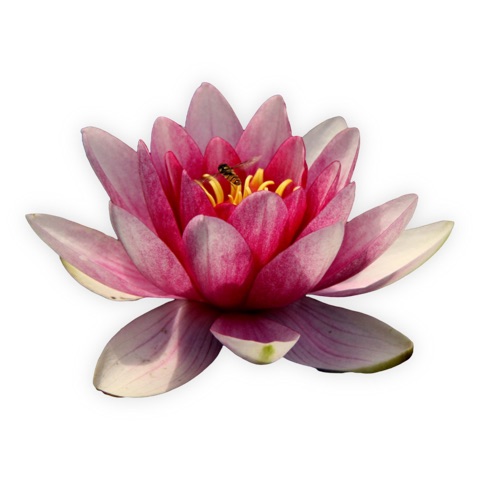 Preview for Pink Water Lily With Bee Design Template