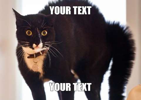 Preview for Black-cat-meme-template-meme-cat-7d35d