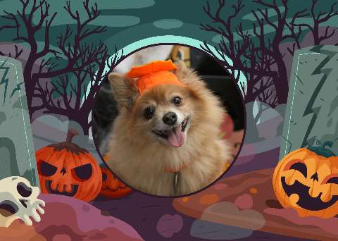 Preview for Pomeranian-halloween-costume-halloween-post-template-bc433