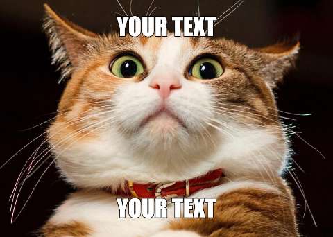 Preview for Curious-cat-meme-template-meme-cat-d3912