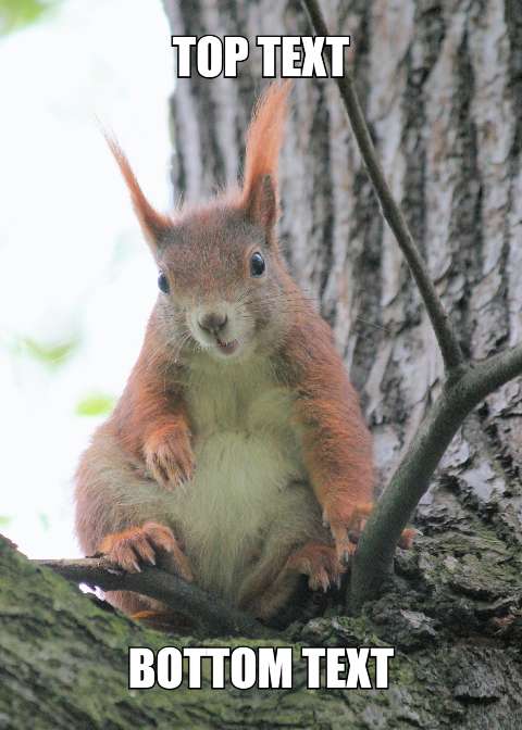 Preview for Funny-squirrel-meme-template-meme-halloween-33147