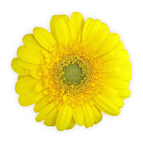 Preview for Yellow Gerbera Daisy Design Template