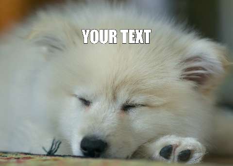 Preview for Sleeping-puppy-meme-template-meme-dog-2f5d6