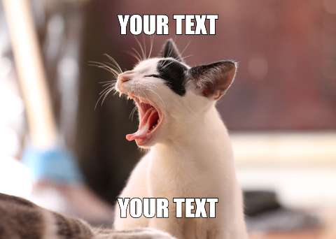 Preview for Yawning-cat-meme-template-meme-cat-20415