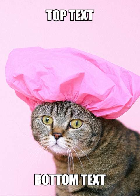 Preview for Funny-cat-meme-template-meme-cat-aeb98