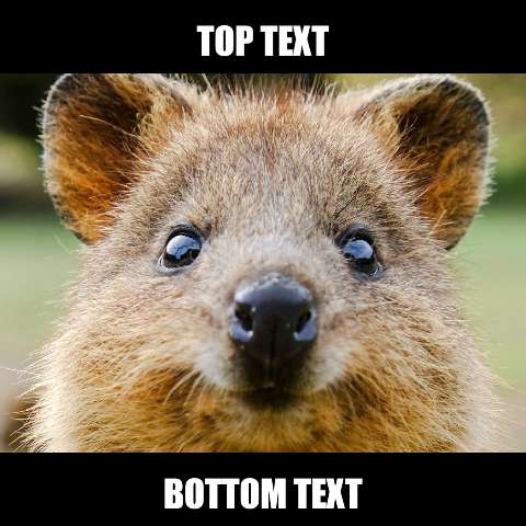 Preview for Quokka-meme-template-meme-animal-93ba5