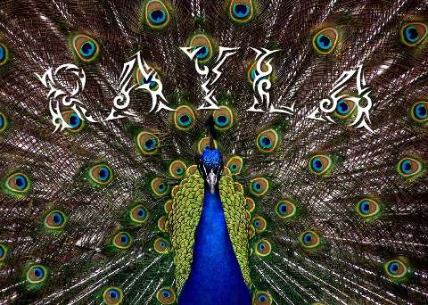 Preview for Peacock-vibrant-plumage-display-featured-template-740a9