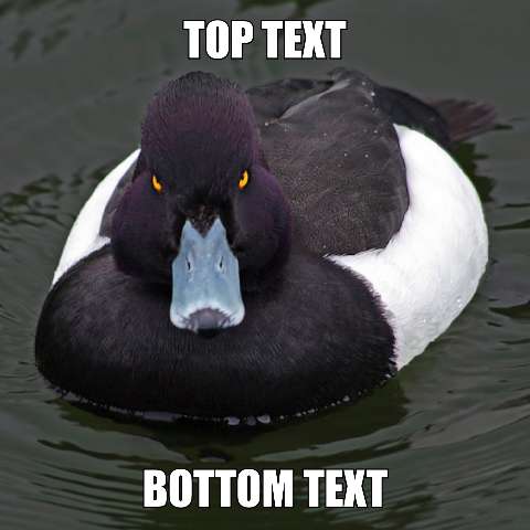 Preview for Duck-meme-template-417cc