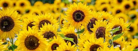Preview for Sunflower-field-twitter-header-template-22505