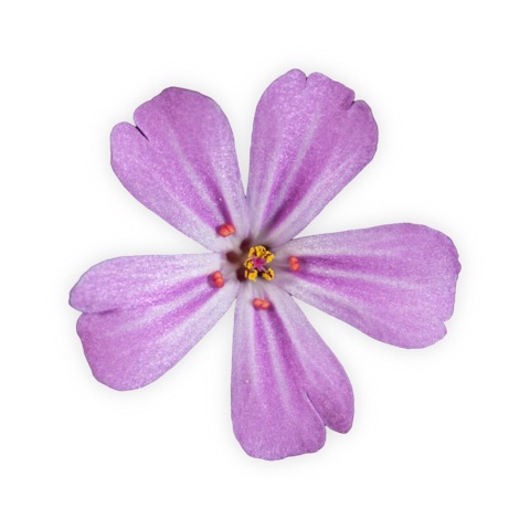 Preview for Purple Flower Design Template