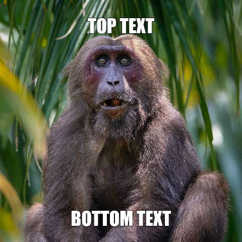 Preview for Meme-monkey-template-meme-animal-f9e63