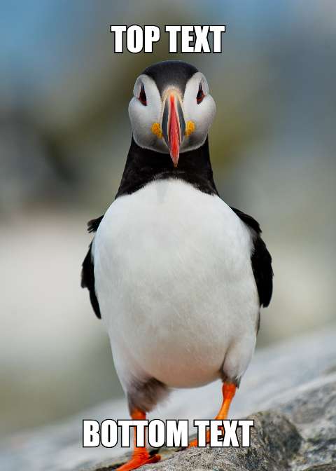 Preview for Puffin-meme-template-meme-animal-cbfaa