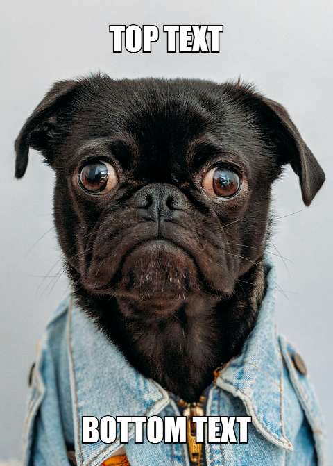 Preview for Black-pug-meme-template-meme-dog-26e3b