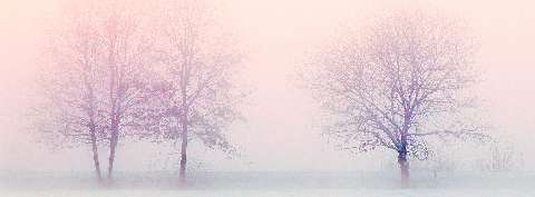 Preview for Misty-landscape-bare-trees-twitter-header-template-71150