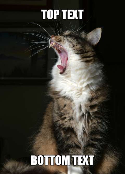 Preview for Cat-yawn-meme-template-meme-cat-91fa7