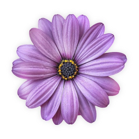 Preview for Purple Flower With Yellow Center Template