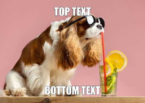 Preview for Cool-dog-refreshing-drink-meme-summermeme-template-ba80c