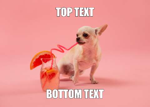 Preview for Chihuahua-drinking-cocktail-meme-summermeme-template-92455