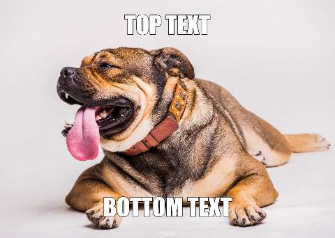 Preview for Meme-dog-template-f4bb4