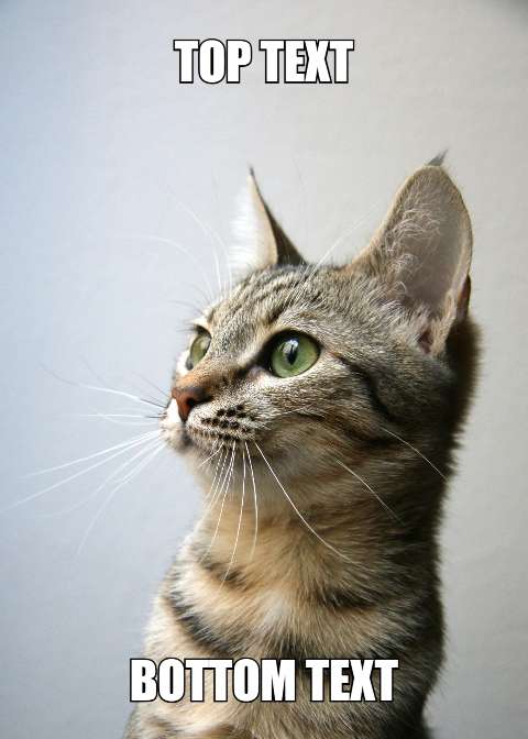 Preview for Meme-cat-template-57678