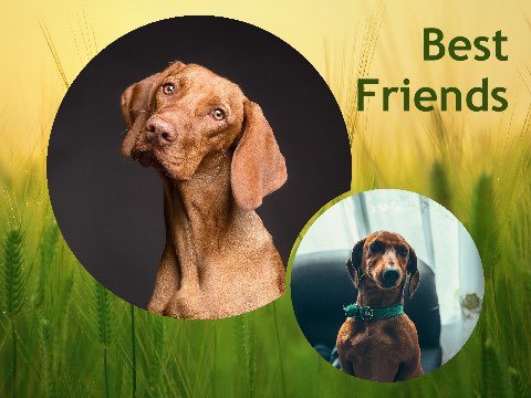 Preview for Best-friends-dogs-pets-template-fbbf2