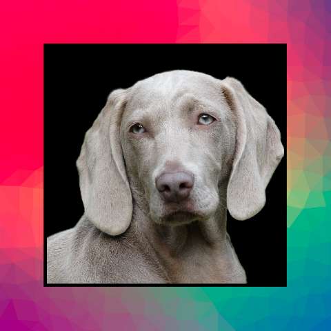 Preview for Silver-weimaraner-dog-portrait-instagram-post-template-42c43
