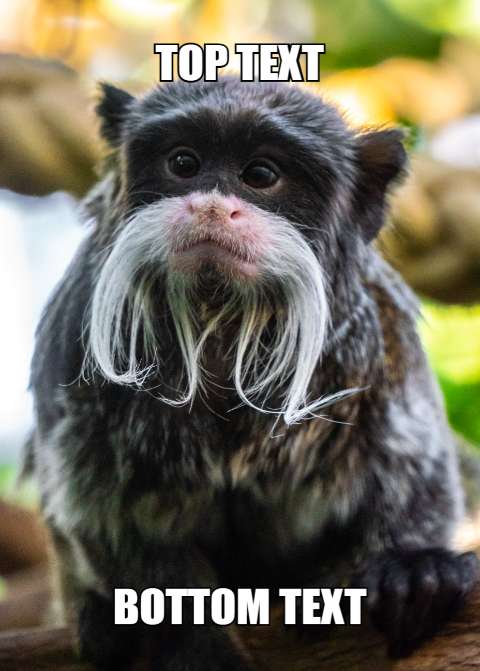 Preview for Emperor-tamarin-meme-template-meme-animal-fbef2