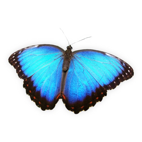 Preview for Blue Butterfly Sticker Design Template