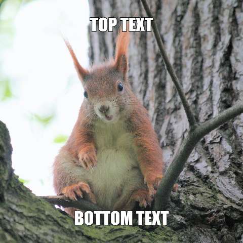 Preview for Squirrel-meme-template-meme-animal-6bad1