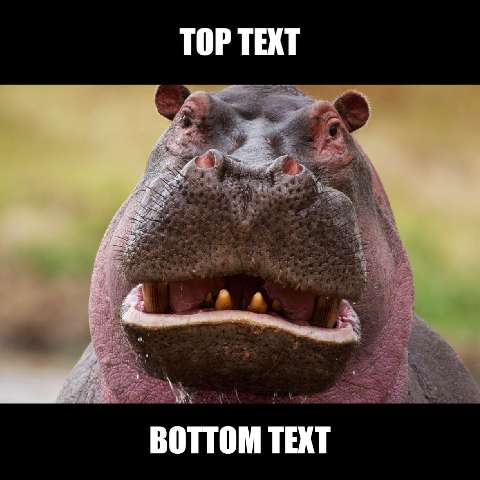 Preview for Hippopotamus-meme-template-meme-animal-c106f