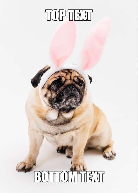 Preview for Pug-bunny-ears-meme-template-meme-dog-6dbb5