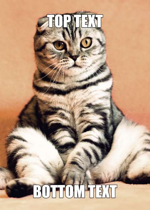 Preview for Meme-cat-template-meme-animal-9bc1c