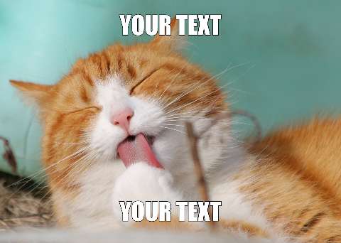 Preview for Funny-cat-meme-template-meme-cat-b61b6