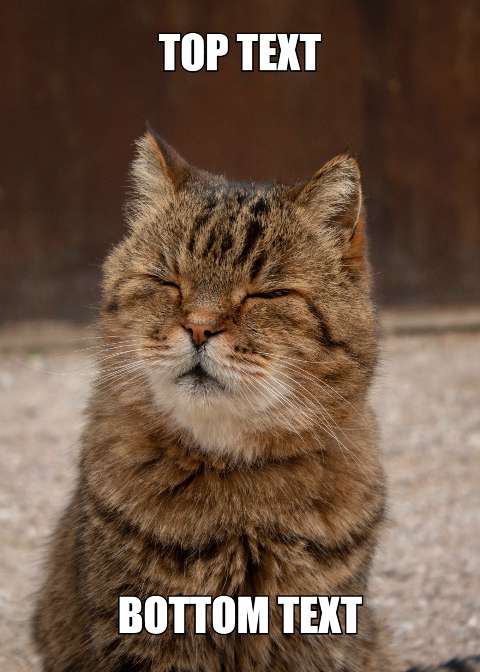 Preview for Meme-cat-top-bottom-text-template-26bc6