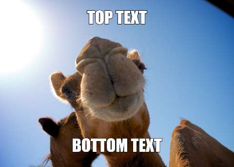 Preview for Funny-camel-meme-template-meme-animal-dc3e6
