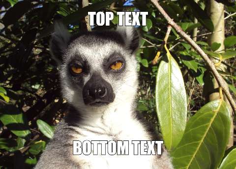 Preview for Ring-tailed-lemur-meme-template-meme-animal-bdec3